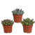 Sukkulenten-Set „Echeveria-Mix“ – verschiedene Echeverien