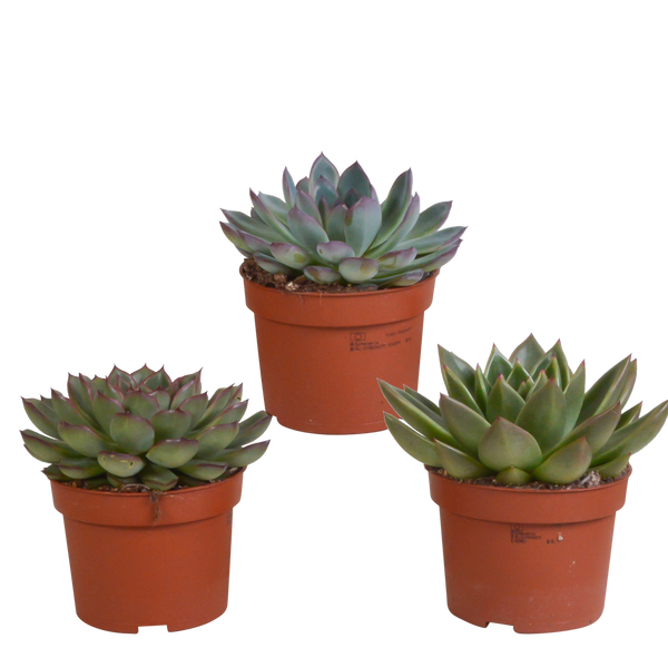 Sukkulenten-Set „Echeveria-Mix“ – verschiedene Echeverien