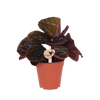 Calathea roseopicta ‚Dottie'