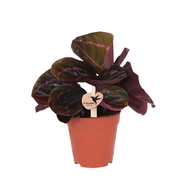 Calathea roseopicta ‚Dottie'