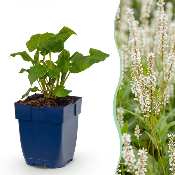 Kerzenknöterich ‚Alba' – Persicaria amplexicaulis
