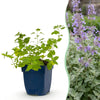 Katzenminze – Nepeta × faassenii – 1 Stück