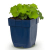 Frauenmantel – Alchemilla mollis – Ansicht 2