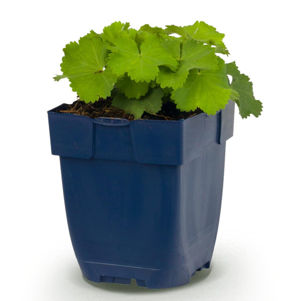 Frauenmantel – Alchemilla mollis – Ansicht 2