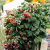 Himbeere ‚Malling Promise' – Rubus idaeus – Ansicht 5