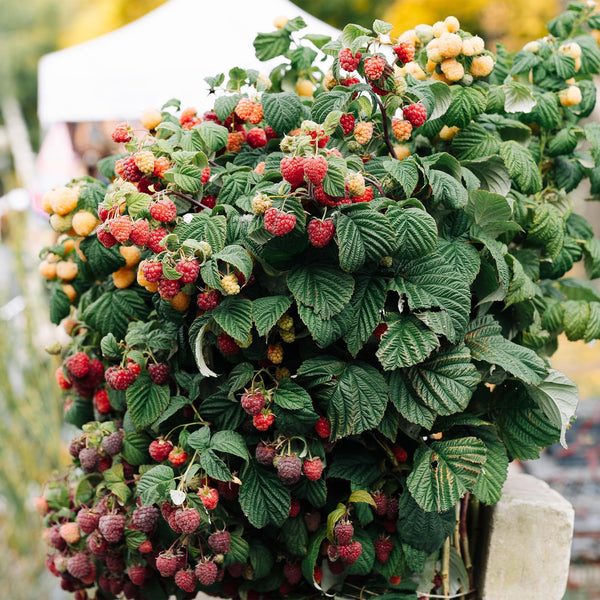 Himbeere ‚Malling Promise' – Rubus idaeus – Ansicht 5