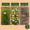 Jasmin-Set „Tricolour“ – 3 Jasminarten in Gelb, Weiß und Rosa – Ansicht 6
