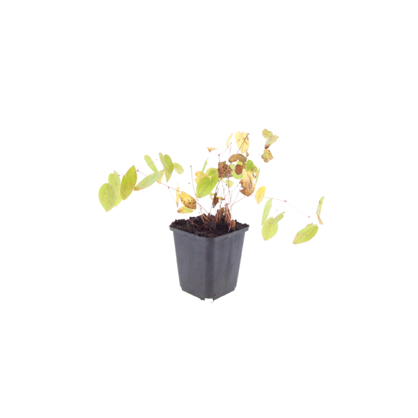 Elfenblume ‚Niveum' – Epimedium youngianum – Ansicht 2