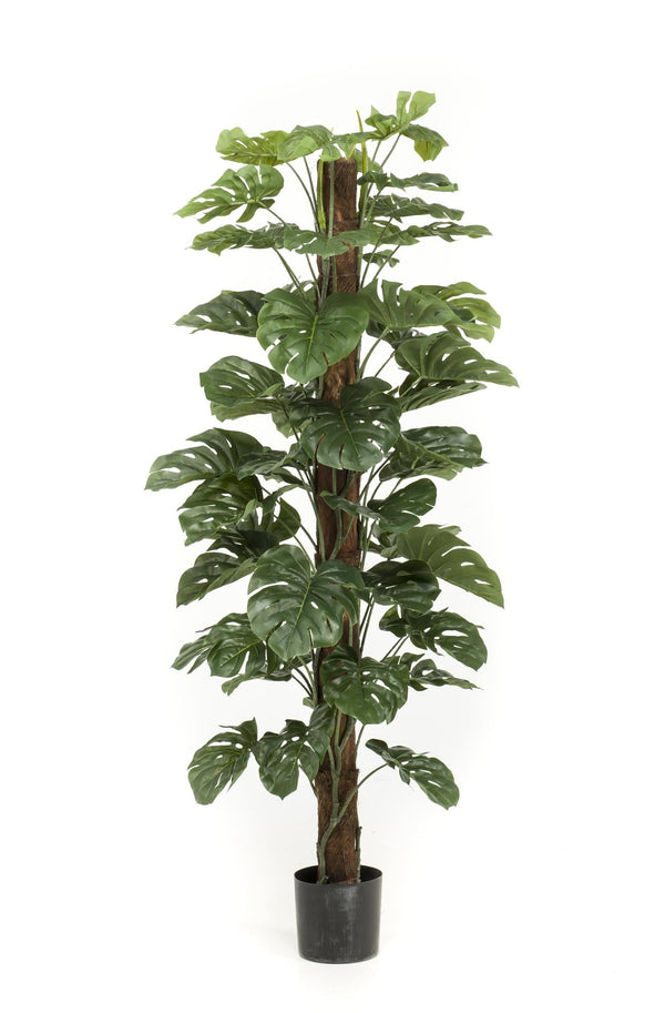 Kunstpflanze Monstera deliciosa