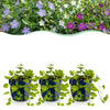 Immergrün Tricolour-Mix – Vinca