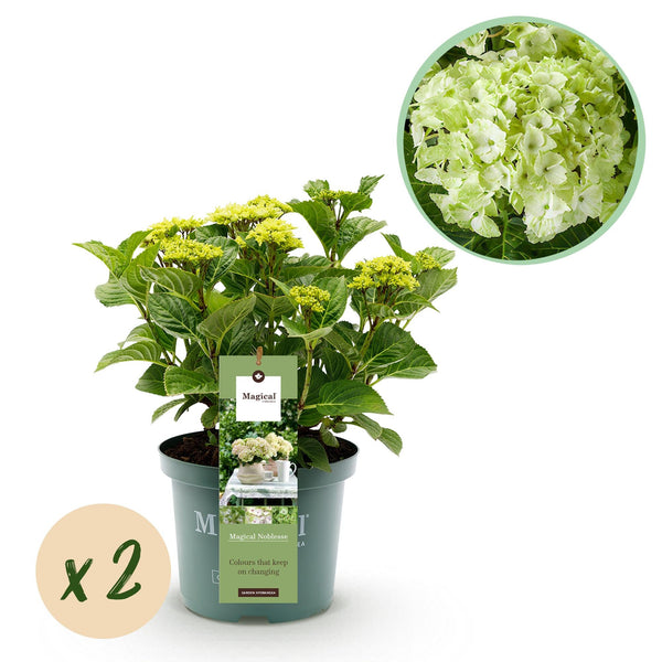 Bauernhortensie ‚Magical Noblesse' – Hydrangea macrophylla