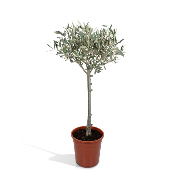 Olivenbaum Stämmchen – Olea europaea