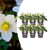 Christrose ‚Christmas Carol' – Helleborus niger