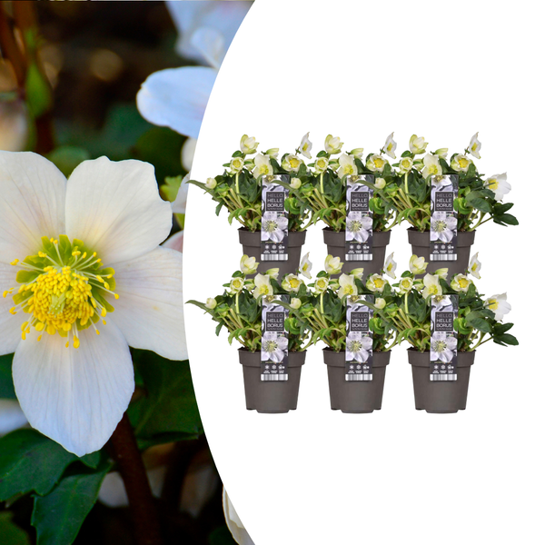 Christrose ‚Christmas Carol' – Helleborus niger