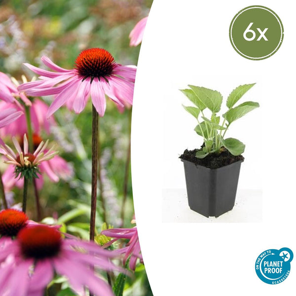Purpur-Sonnenhut ‚Magnus' – Echinacea purpurea