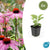 Purpur-Sonnenhut ‚Magnus' – Echinacea purpurea – Ø 9 cm · 10–25 cm, 6 Stück