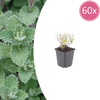 Kleinblütige Bergminze – Calamintha nepeta subsp. nepeta