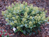 Skimmie ‚Finchy' – Skimmia japonica – Ansicht 5