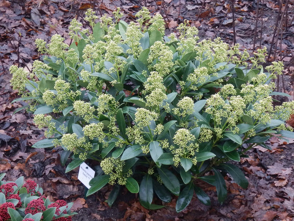 Skimmie ‚Finchy' – Skimmia japonica – Ansicht 5