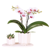 Geschenk-Set „Retro White" – Orchidee ‚Gibraltar' mit Grünpflanze