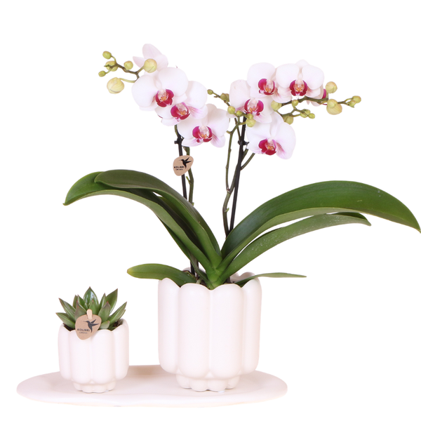 Geschenk-Set „Retro White" – Orchidee ‚Gibraltar' mit Grünpflanze