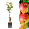 Apfelbaum ‚Jonagold' – Malus domestica – Ø 21 cm · 90 cm
