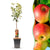 Apfelbaum ‚Jonagold' – Malus domestica – Ø 21 cm · 90 cm