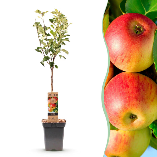 Apfelbaum ‚Jonagold' – Malus domestica – Ø 21 cm · 90 cm