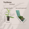 Eisenkraut – Verbena – Ansicht 2