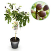 Feige ‚Little Miss Figgy' – Ficus carica