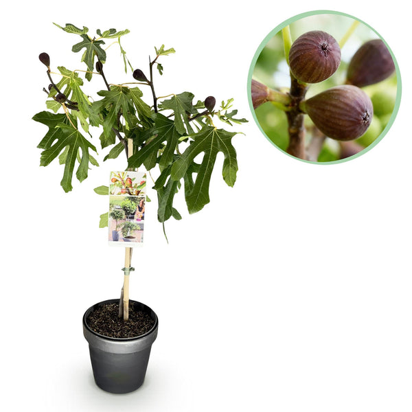 Feige ‚Little Miss Figgy' – Ficus carica