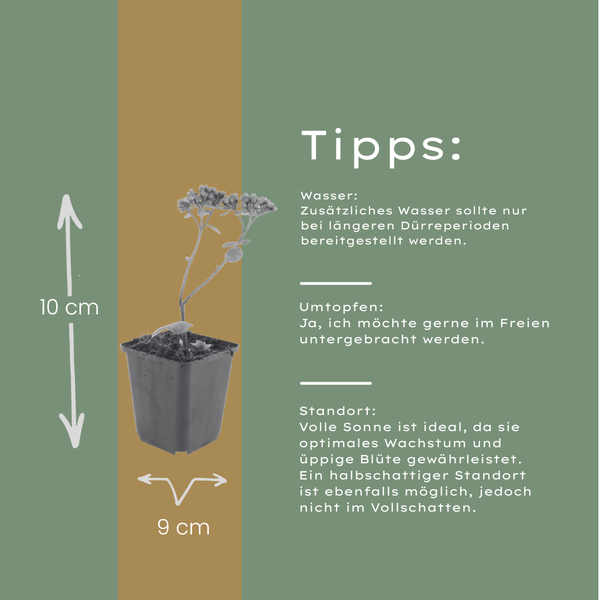 Fetthenne ‚Matrona' – Sedum – Ansicht 4