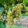 Weinrebe ‚Bianca' – Vitis vinifera – Ansicht 6