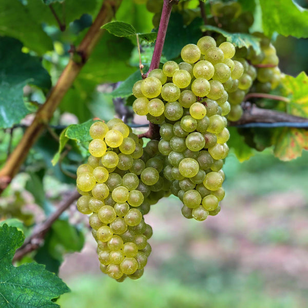 Weinrebe ‚Bianca' – Vitis vinifera – Ansicht 6