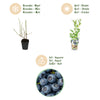 Heidelbeere ‚Northland' – Vaccinium corymbosum – Ansicht 9
