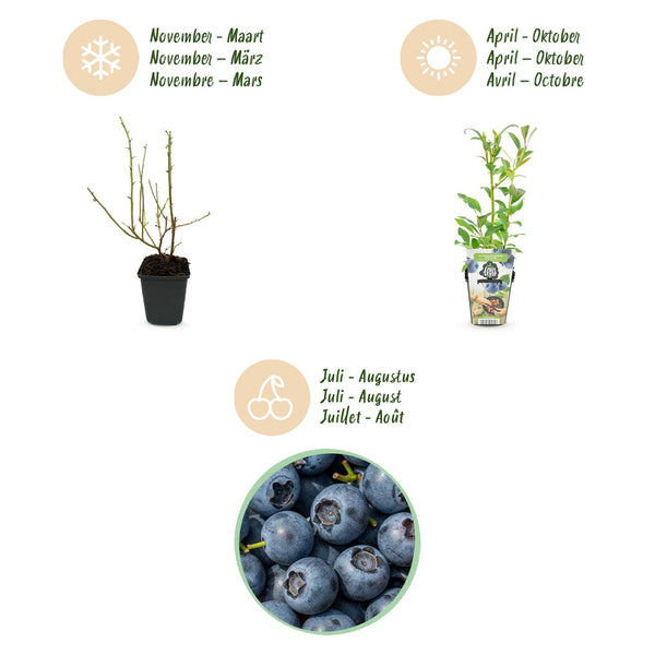 Heidelbeere ‚Northland' – Vaccinium corymbosum – Ansicht 9