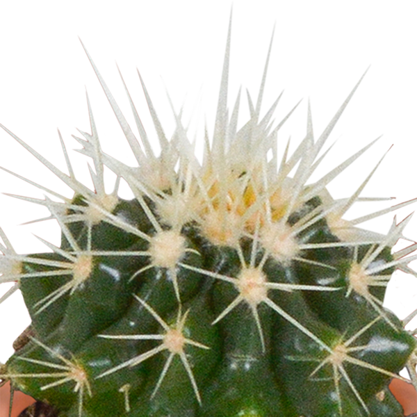 Cactus en vetplanten Mischung 5,5 cm | 15 stück - zonder pot