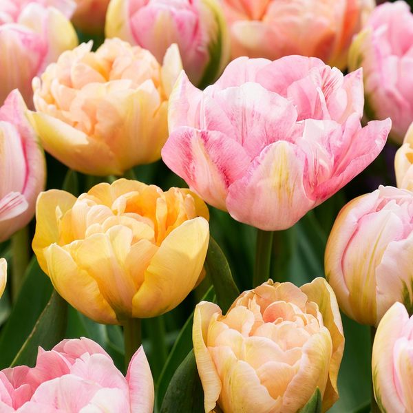 Tulpe ‚Peaches & Kisses' – Tulipa