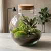 Flaschengarten-Set „Bolder Bob" – DIY-Terrarium mit Beleuchtung – Ansicht 2
