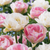 Gefüllte Tulpe ‚Double Sensation' – Tulipa – 48 Stück