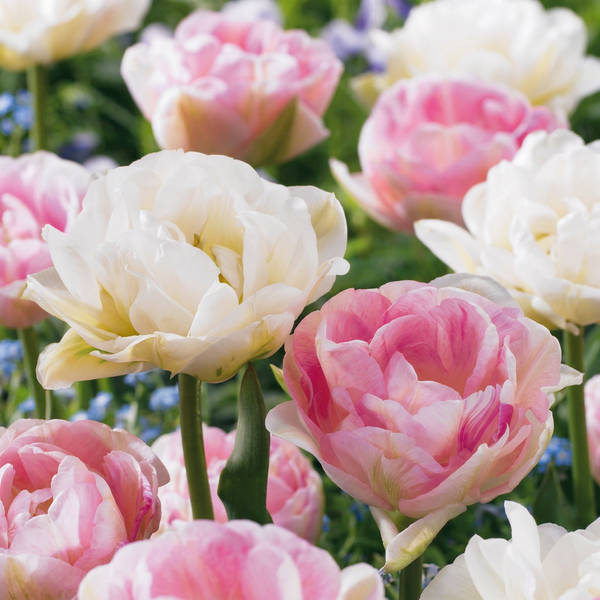 Gefüllte Tulpe ‚Double Sensation' – Tulipa – 48 Stück