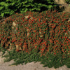 Teppich-Zwergmispel ‚Streib's Findling' – Cotoneaster procumbens – Ansicht 6