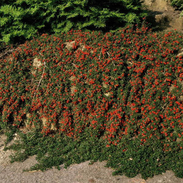 Teppich-Zwergmispel ‚Streib's Findling' – Cotoneaster procumbens – Ansicht 6