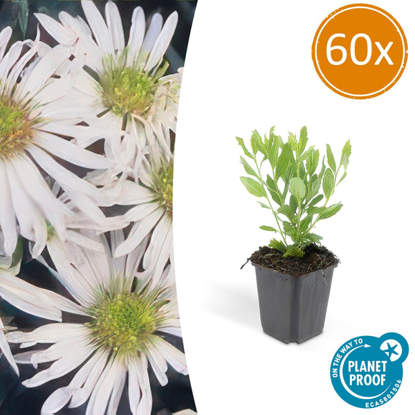 Ageratum-Aster ‚Ashvi' – Aster ageratoides