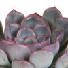 Echeverien-Mix – Echeveria – Ansicht 5