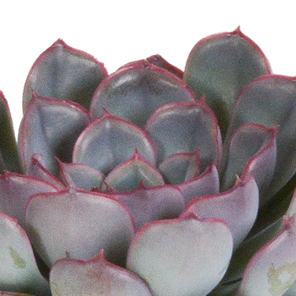 Echeverien-Mix – Echeveria – Ansicht 5
