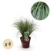 Neuseeland-Segge ‚Frosted Curls' – Carex comans