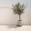 Olivenbaum Stämmchen – Olea europaea – Ansicht 4