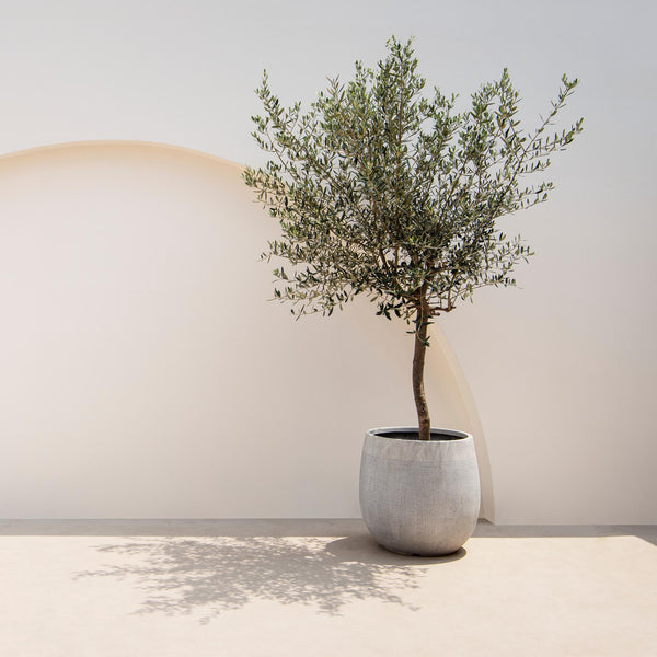 Olivenbaum Stämmchen – Olea europaea – Ansicht 4
