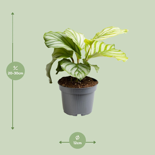 Calathea orbifolia – Ansicht 2